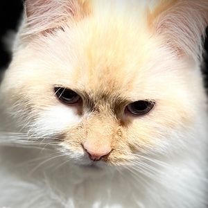 Meet your Posher, Preya